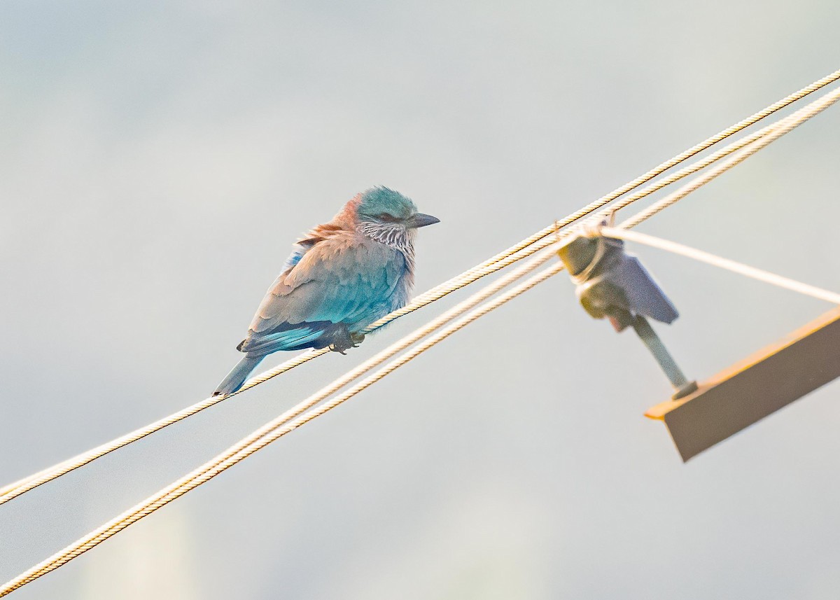 Rollier indien - ML646894207