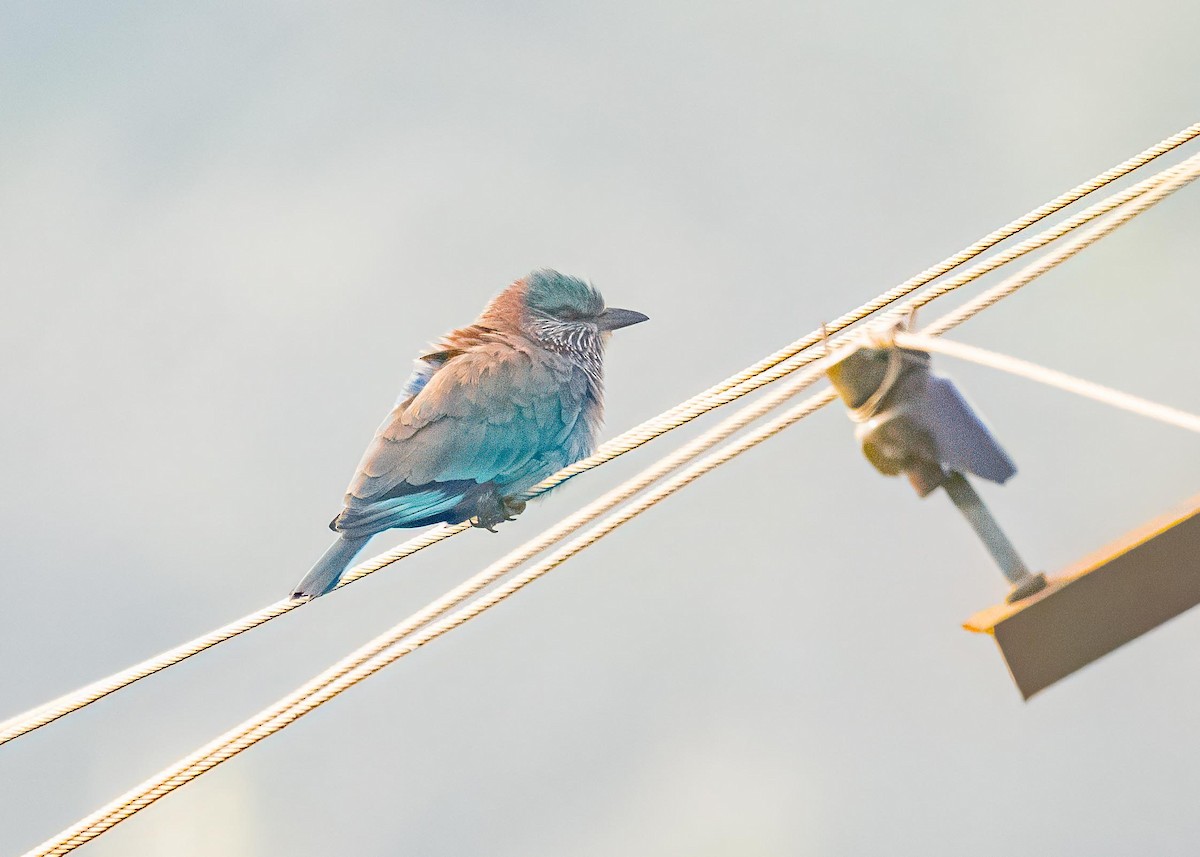 Rollier indien - ML646894208