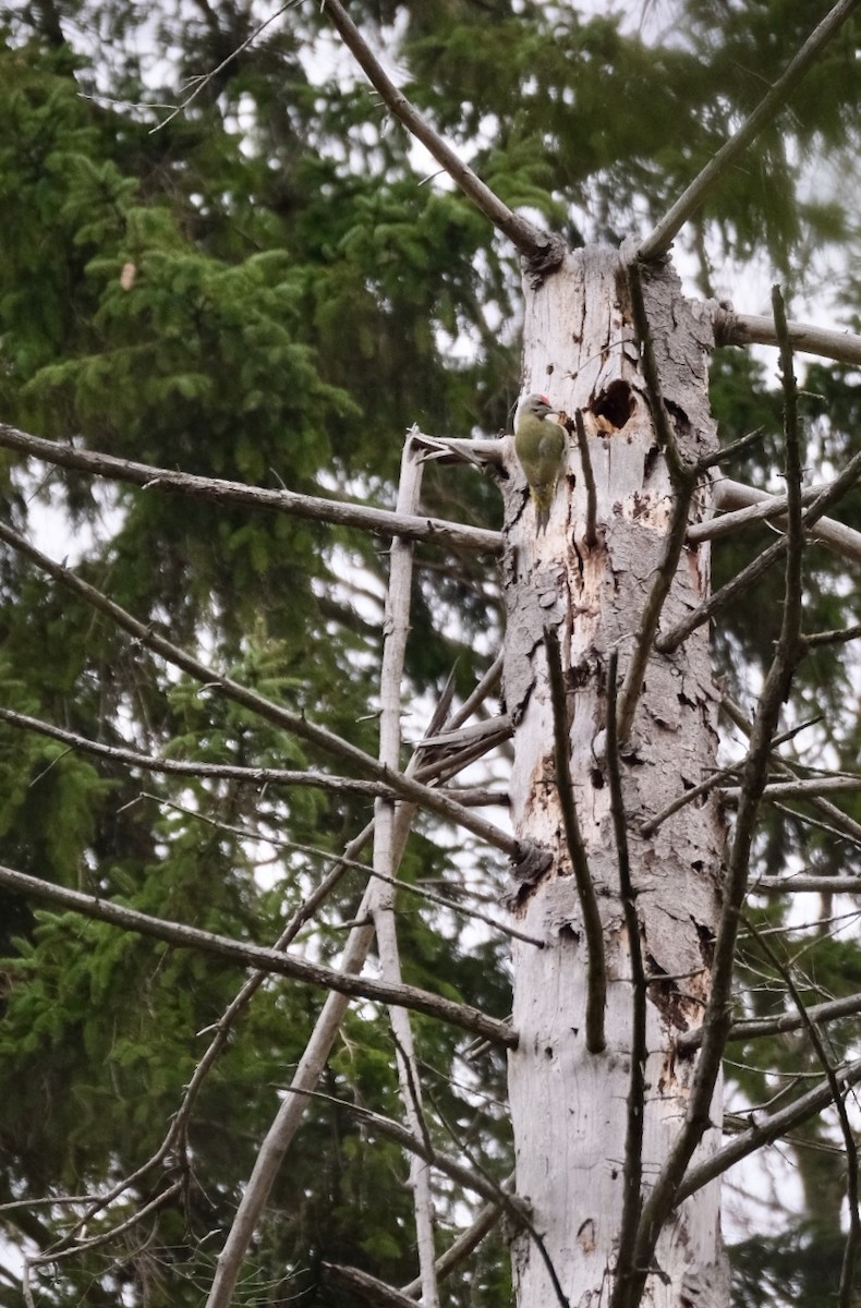 Gray-headed Woodpecker - ML646894209