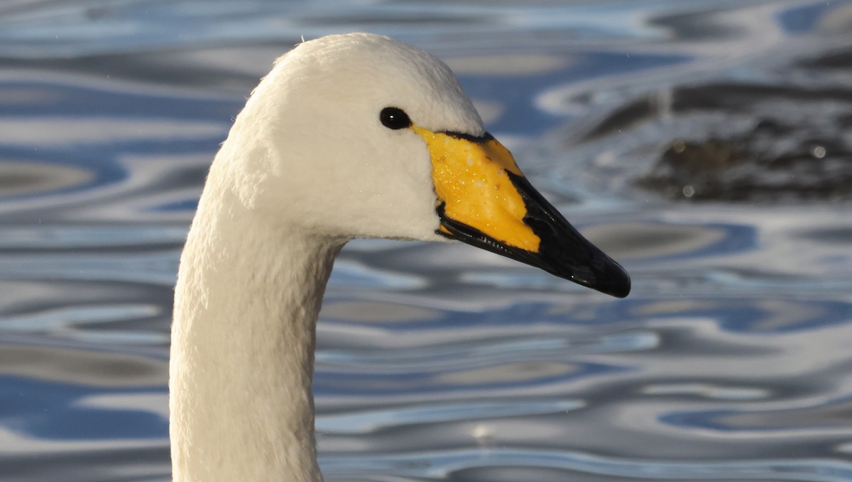 Лебідь-кликун - ML646894212