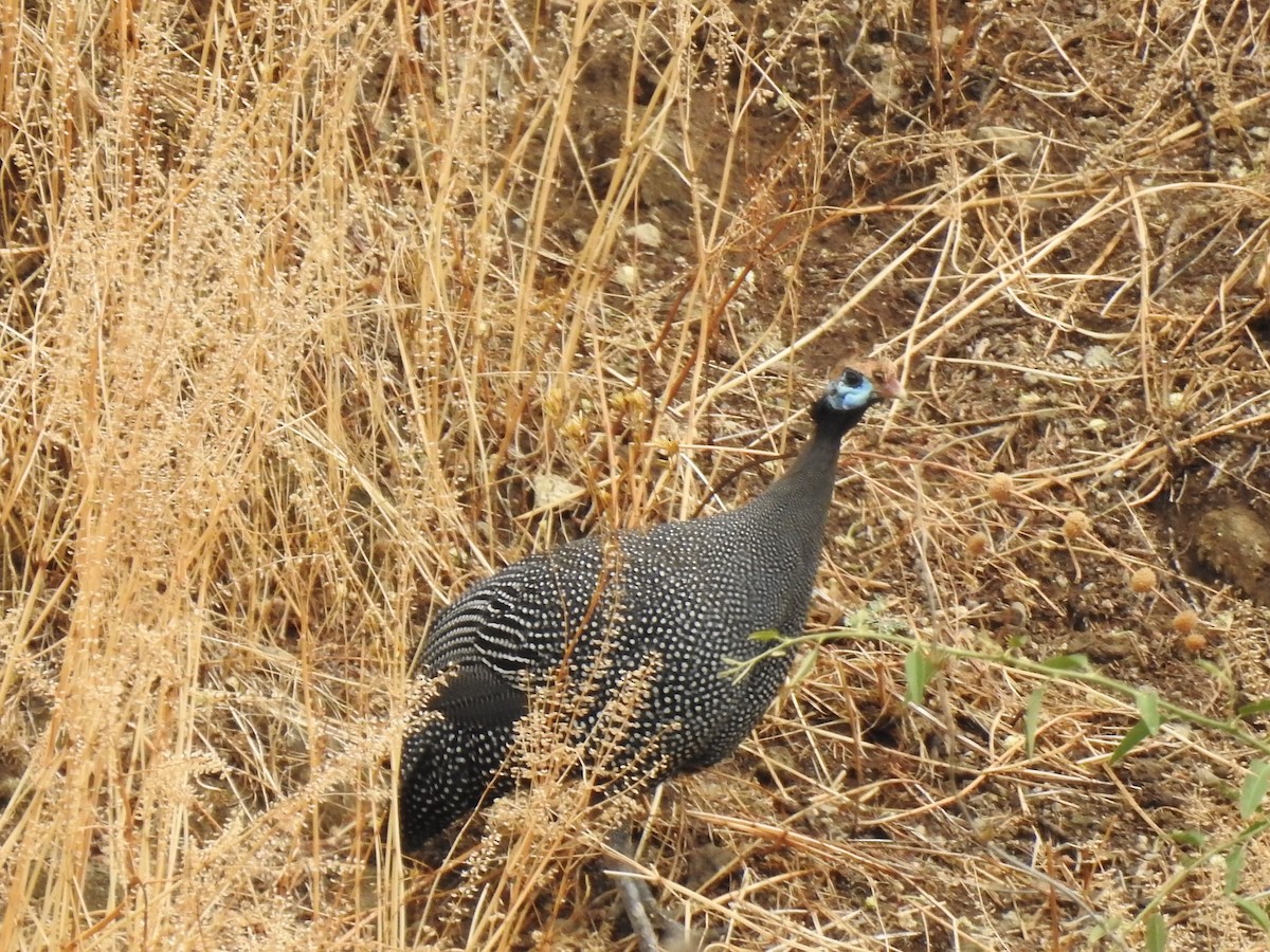 פנינית הקסדה - ML646894213