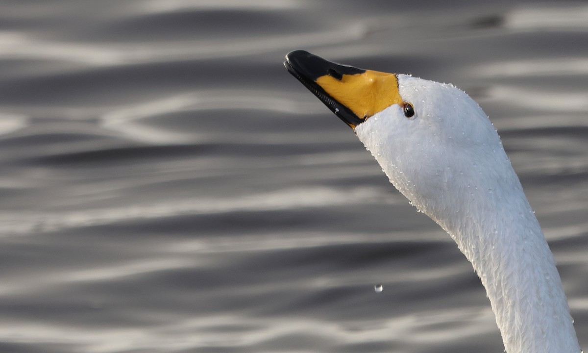 Лебідь-кликун - ML646894215