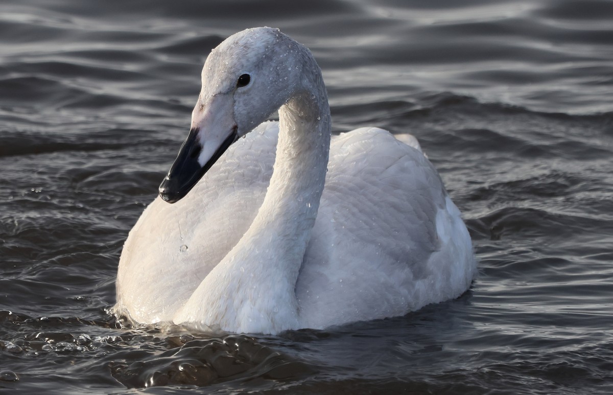 Лебідь-кликун - ML646894216