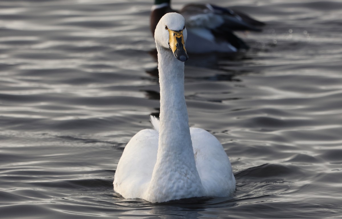 Лебідь-кликун - ML646894217