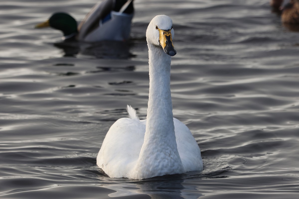 Лебідь-кликун - ML646894218