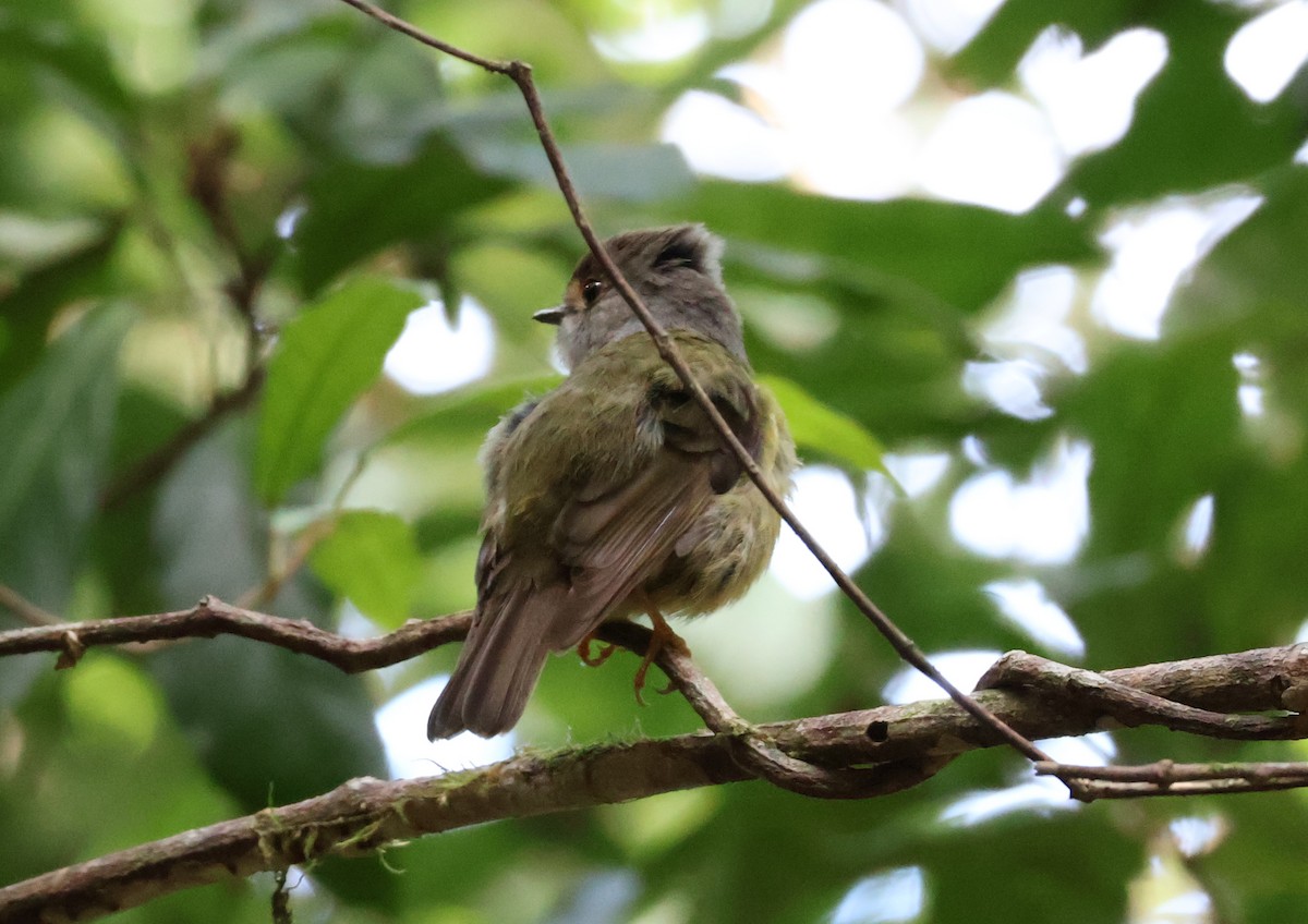 Pale-yellow Robin - ML646894219