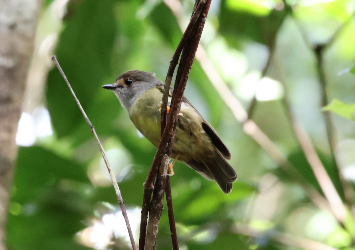 Pale-yellow Robin - ML646894220