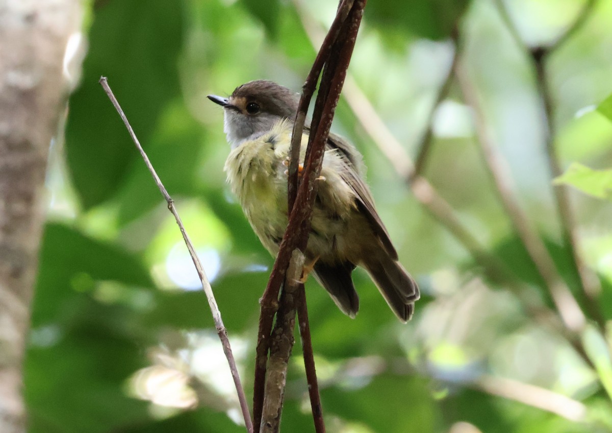 Pale-yellow Robin - ML646894221