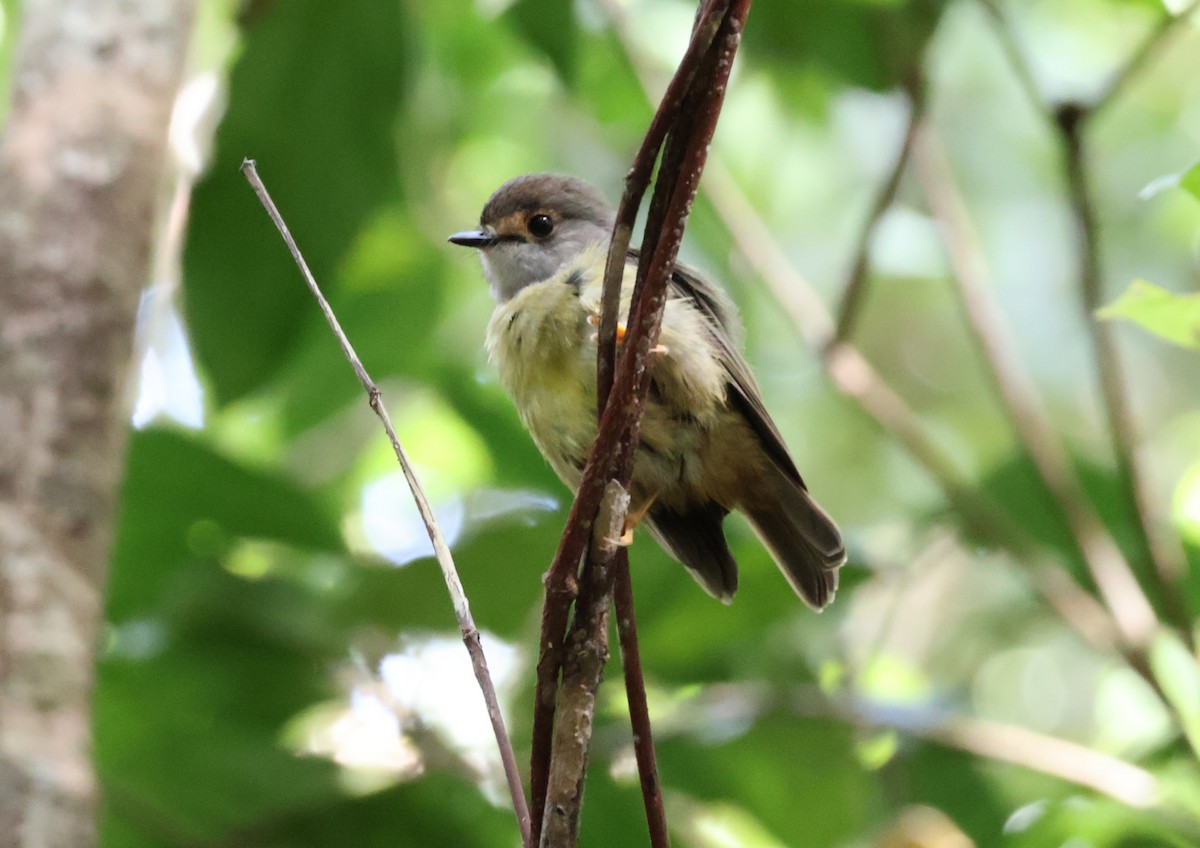 Pale-yellow Robin - ML646894222