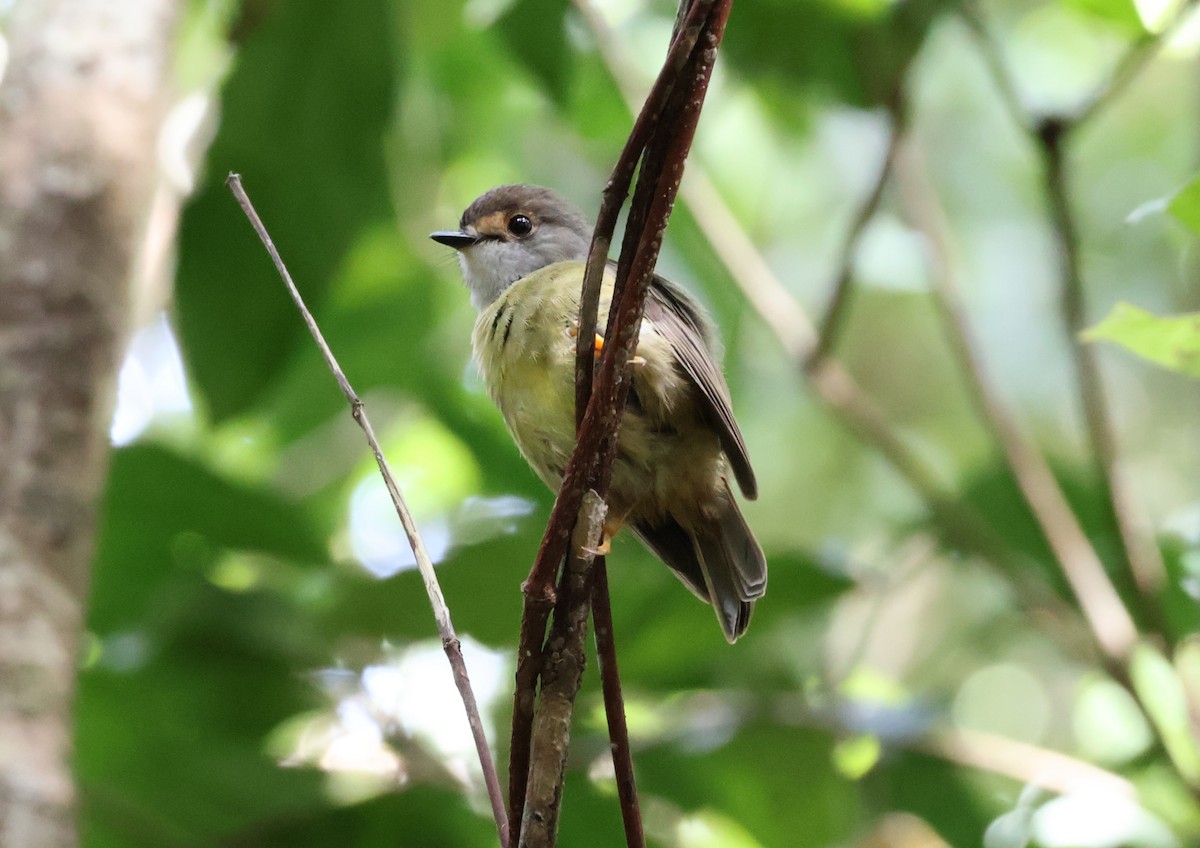 Pale-yellow Robin - ML646894223