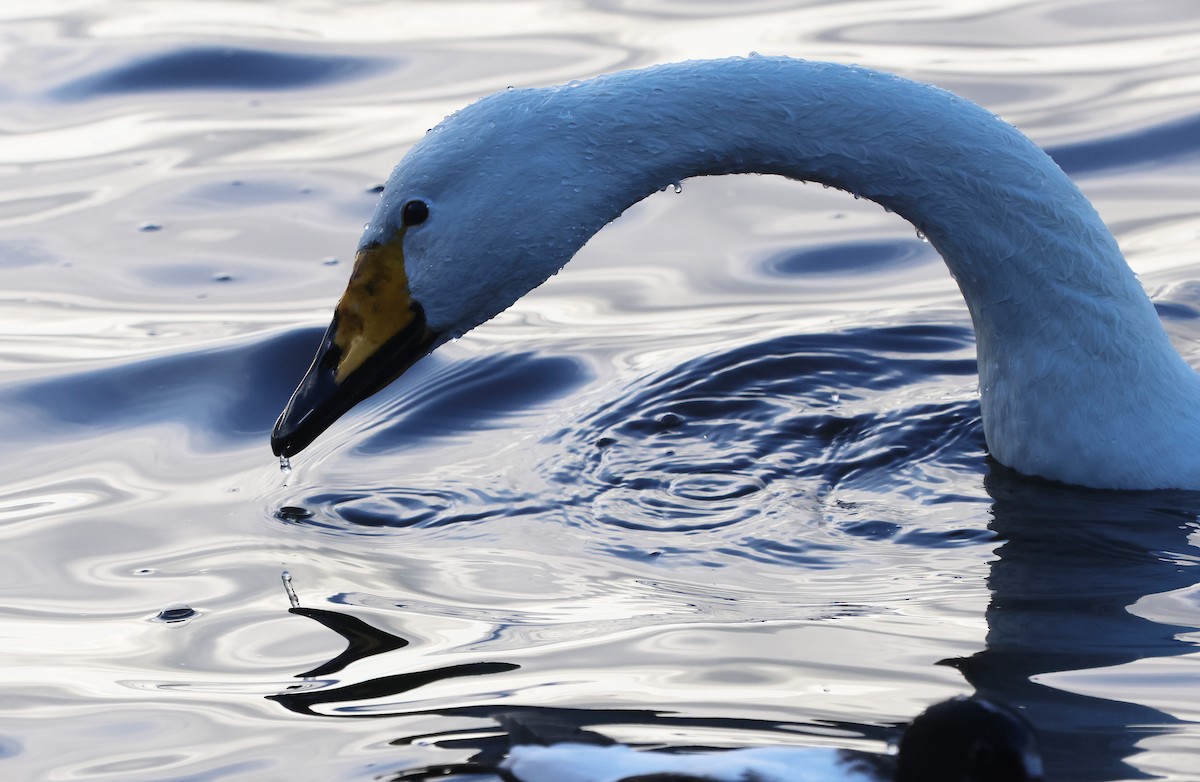 Лебідь-кликун - ML646894224