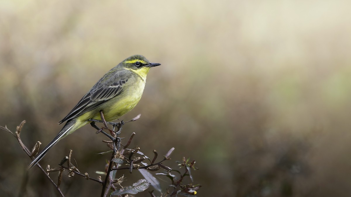 Eastern Yellow Wagtail - ML646894226