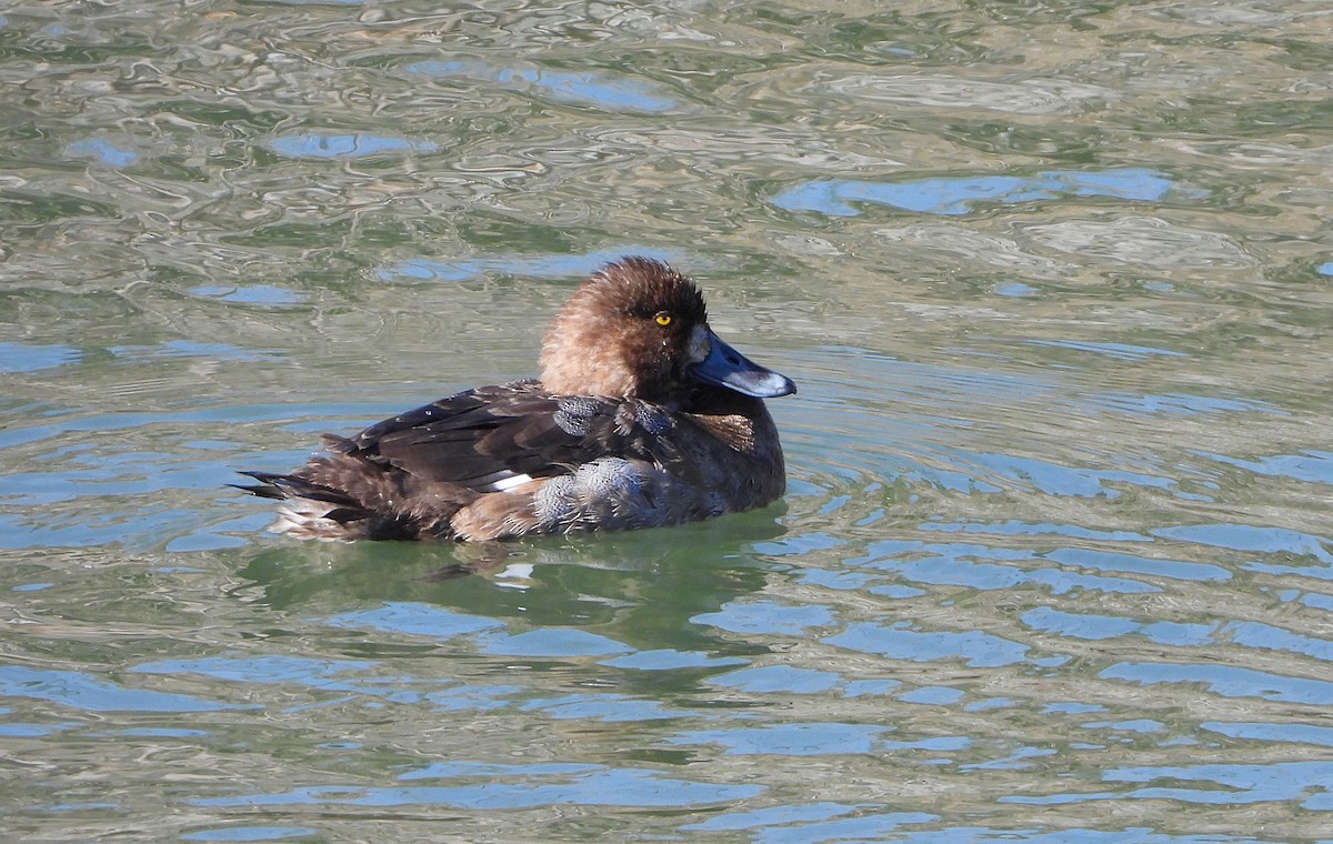 鳳頭潛鴨 - ML646894227