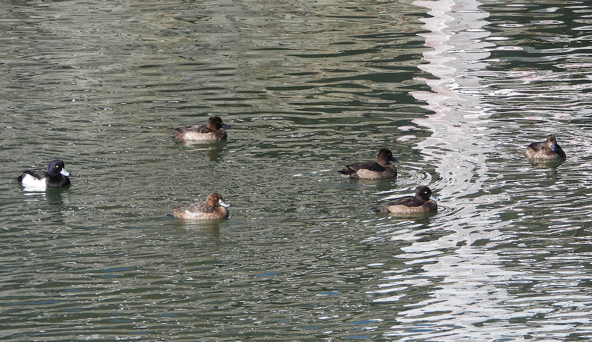 鳳頭潛鴨 - ML646894228