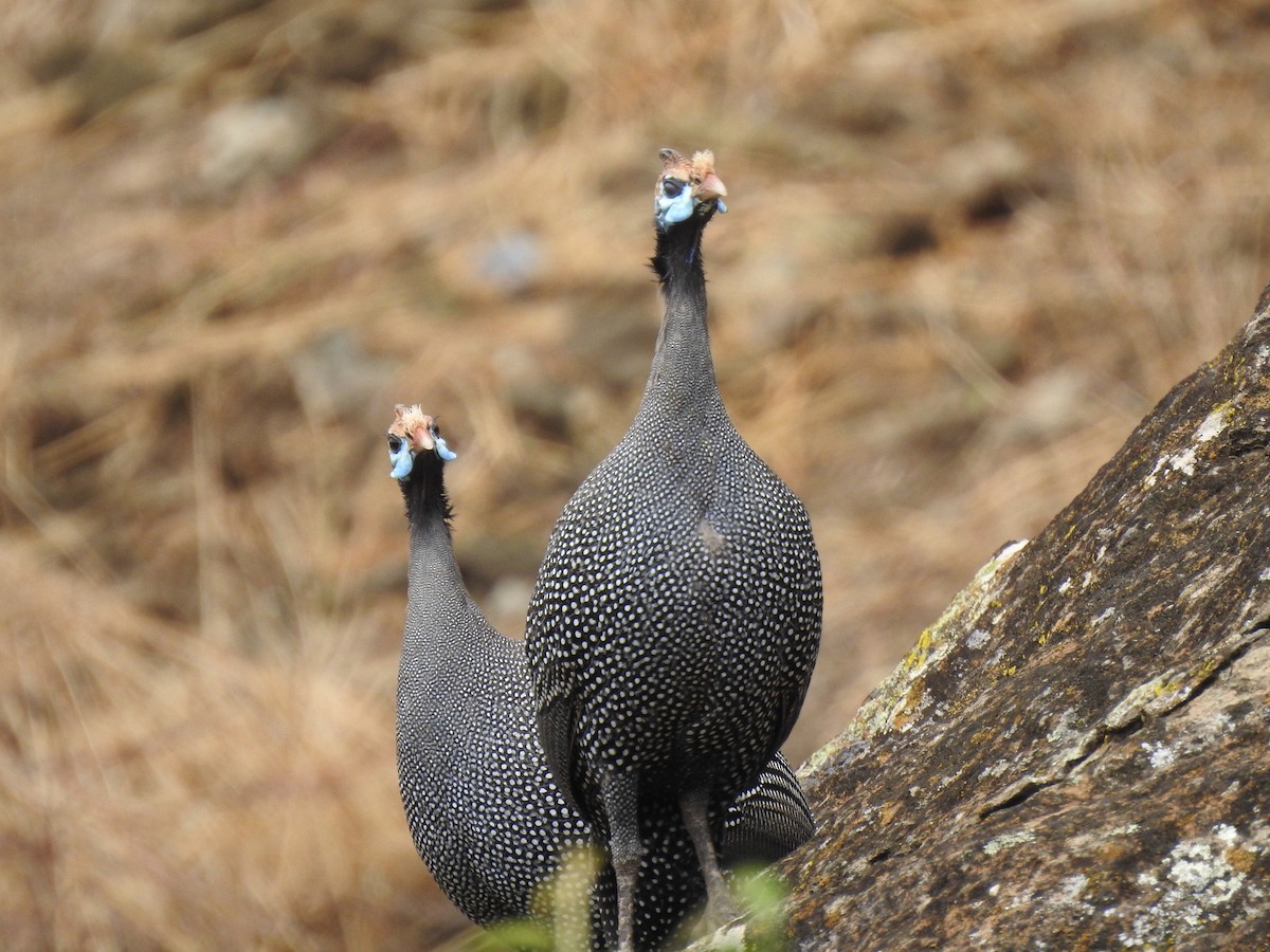 פנינית הקסדה - ML646894229