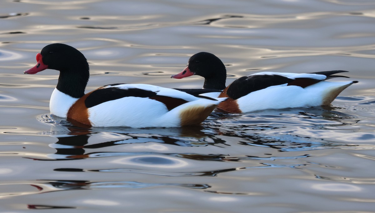 Галагаз євразійський - ML646894238