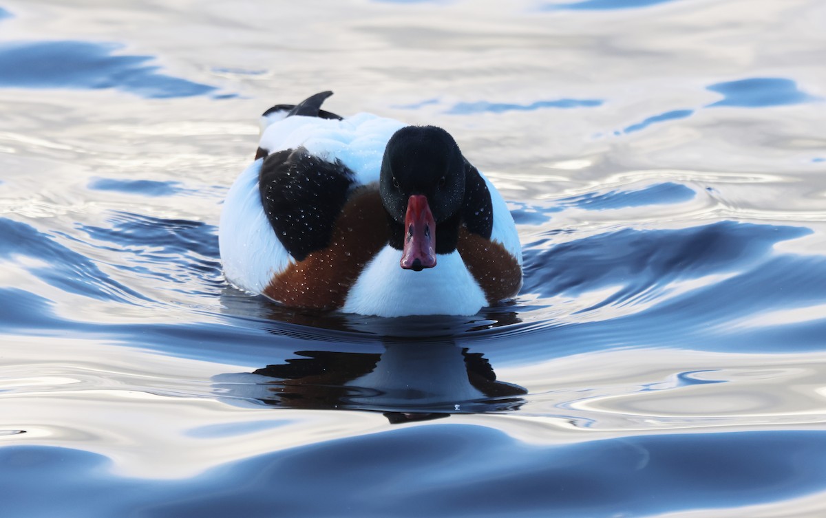 Галагаз євразійський - ML646894239