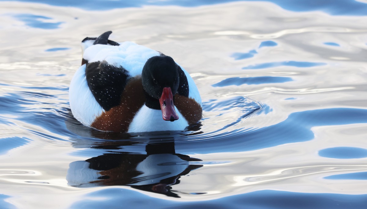 Галагаз євразійський - ML646894240