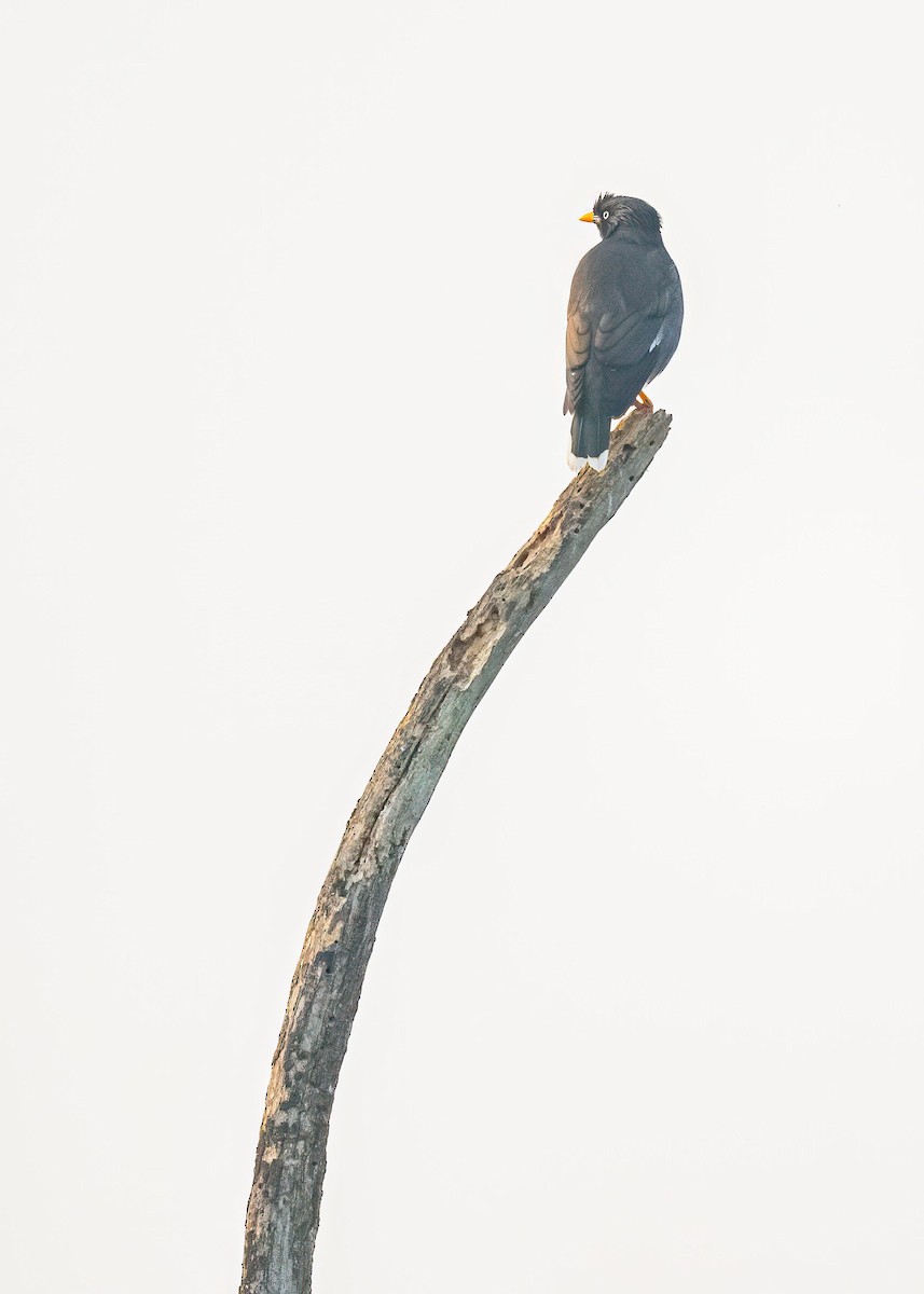 Martin forestier - ML646894241