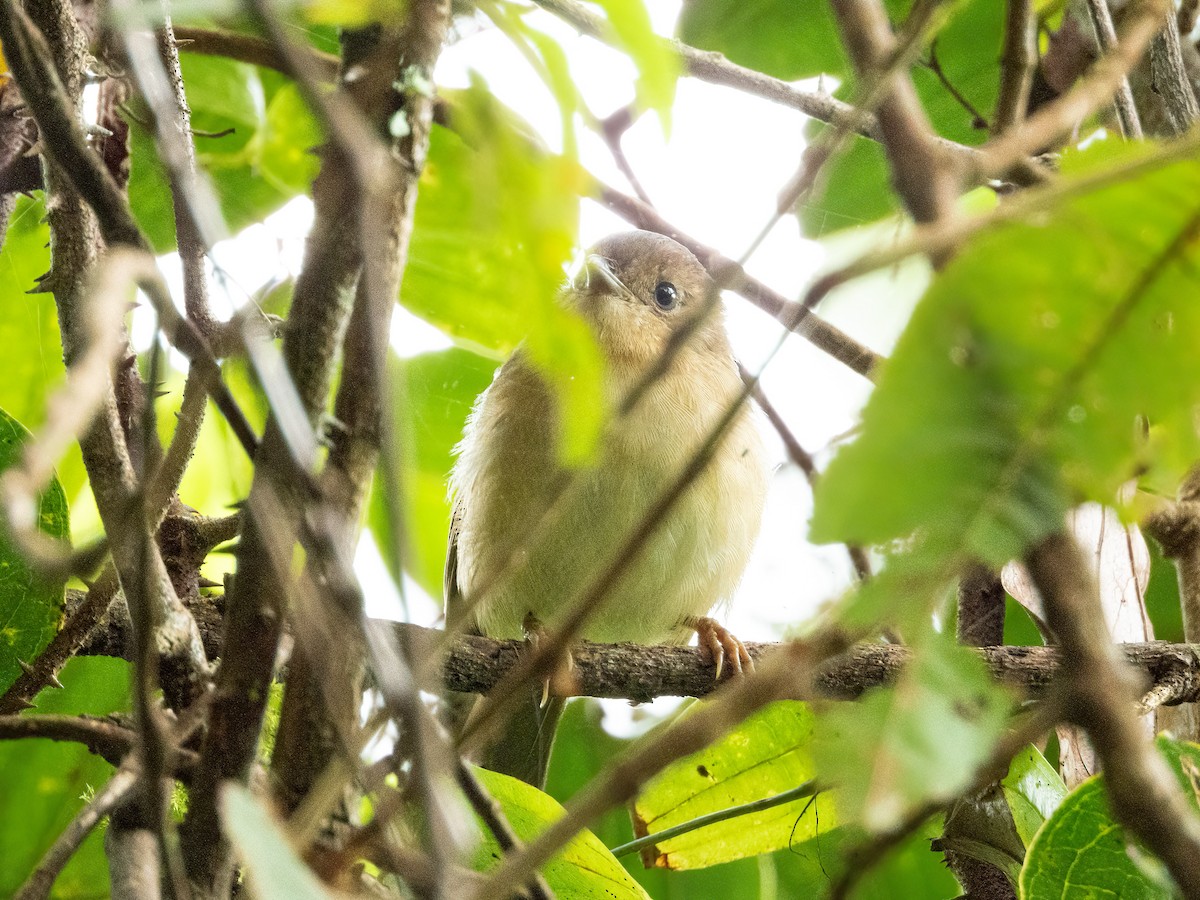 Яванская альциппа - ML646894243