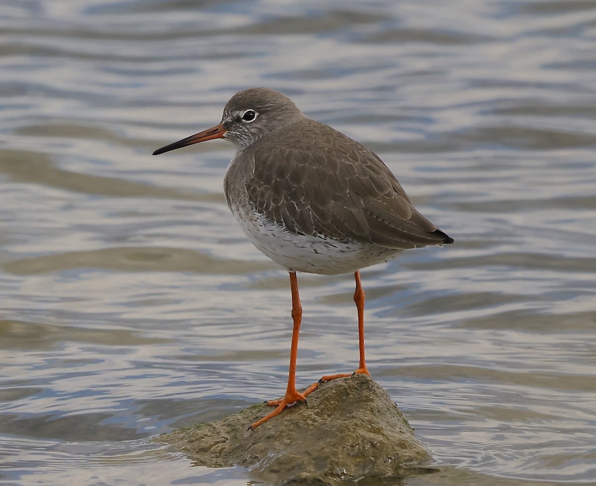 Common Redshank - ML646894244