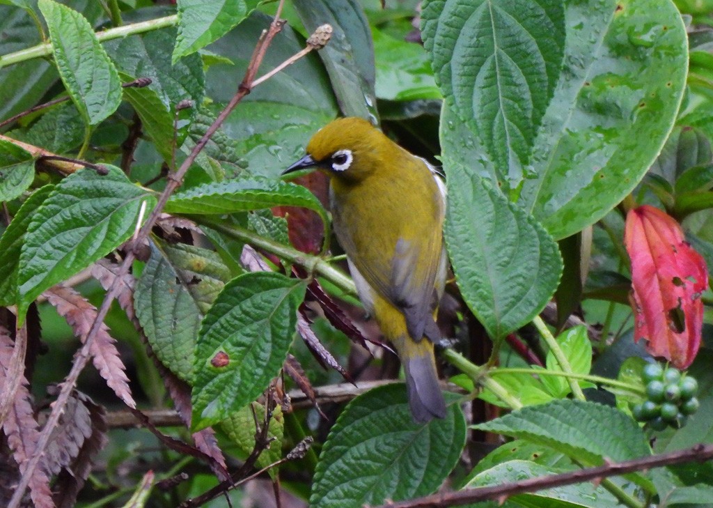 Окулярник мадагаскарський - ML646894246