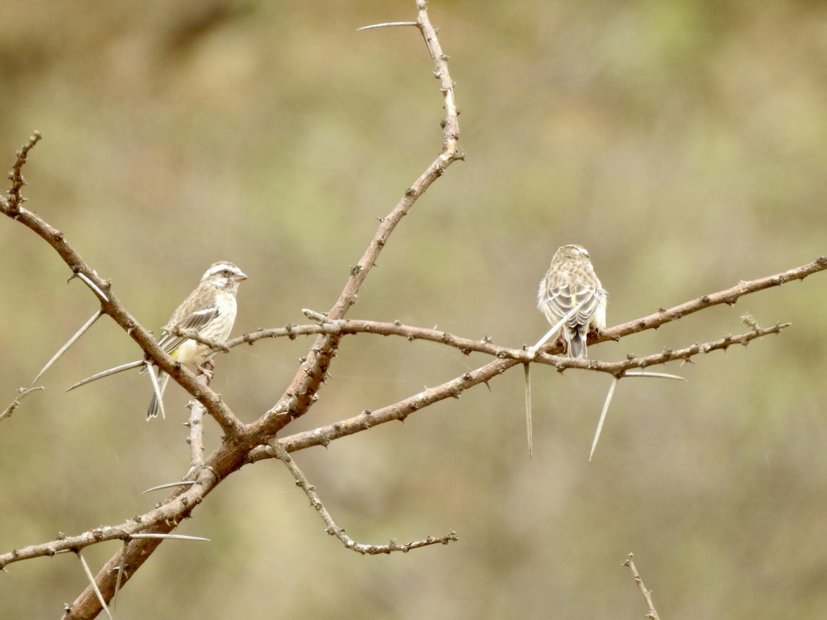 Reichenow's Seedeater - ML646894247