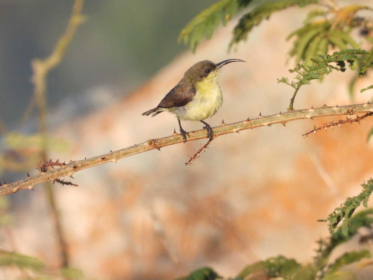 Loten's Sunbird - ML646894248