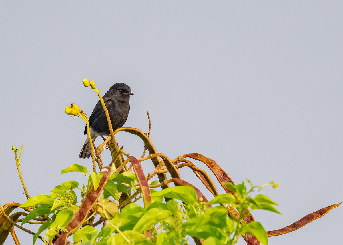 Tarier pie - ML646894249