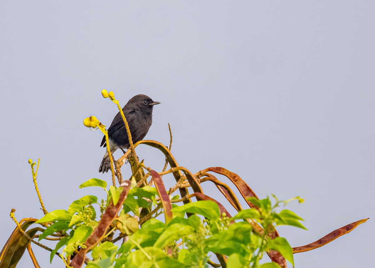 Tarier pie - ML646894250