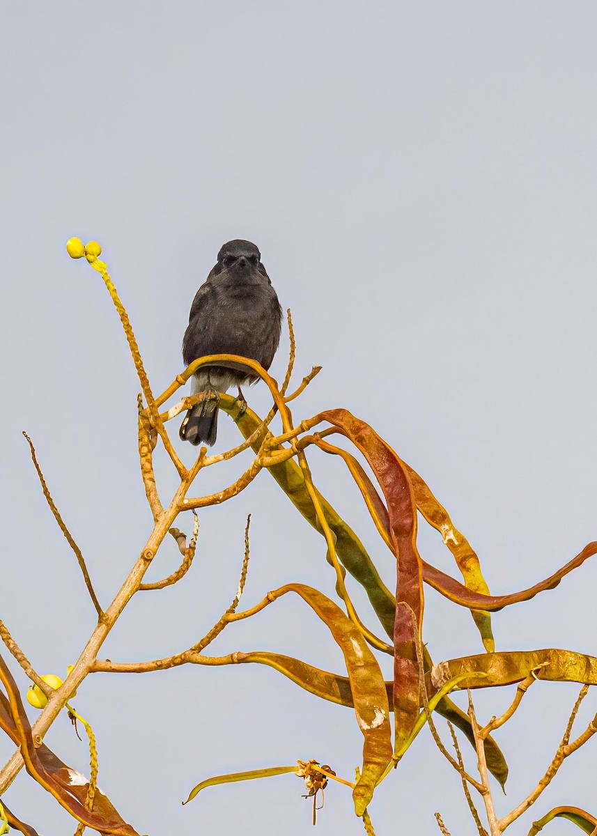 Tarier pie - ML646894251