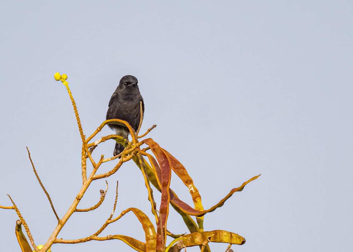 Tarier pie - ML646894252