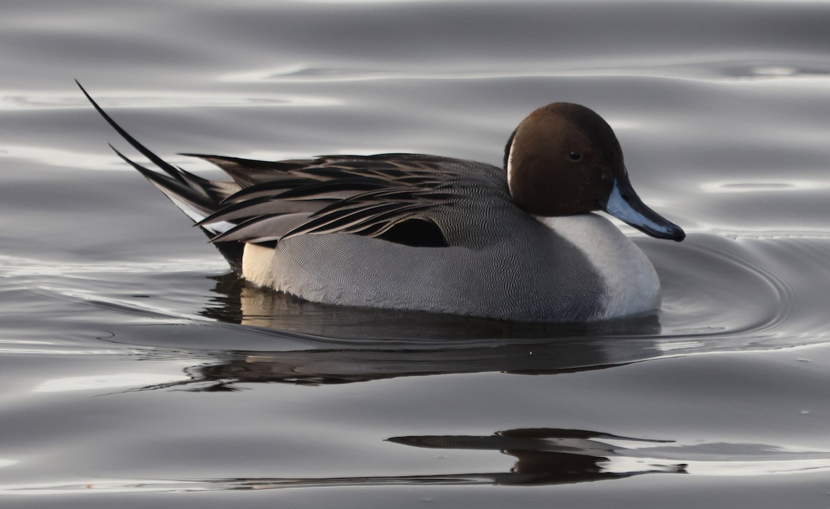 Шилохвіст північний - ML646894254