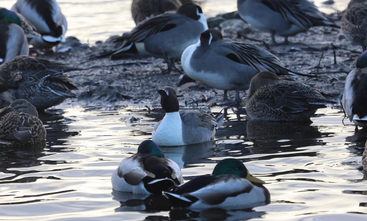 Шилохвіст північний - ML646894255