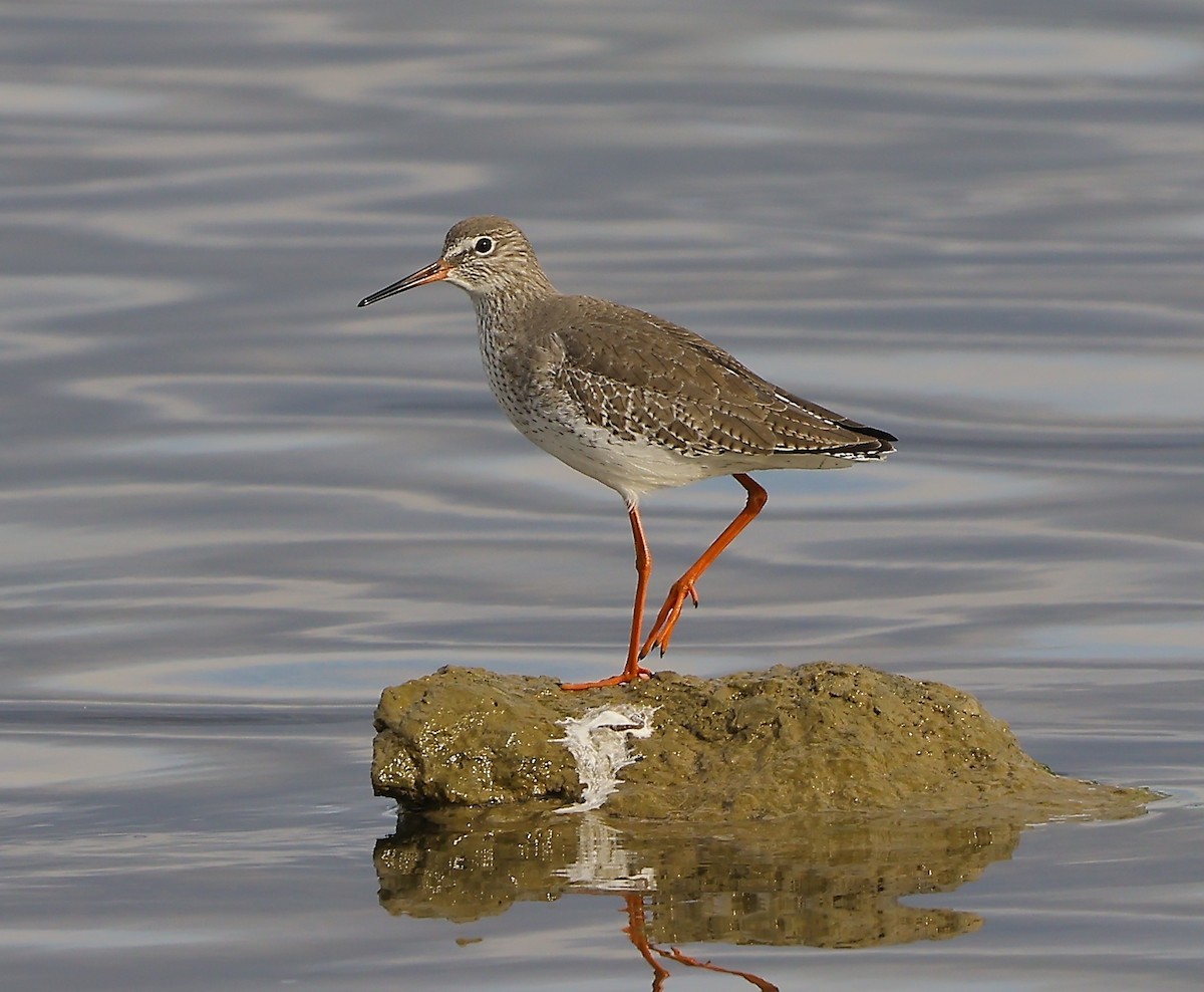 Common Redshank - ML646894257