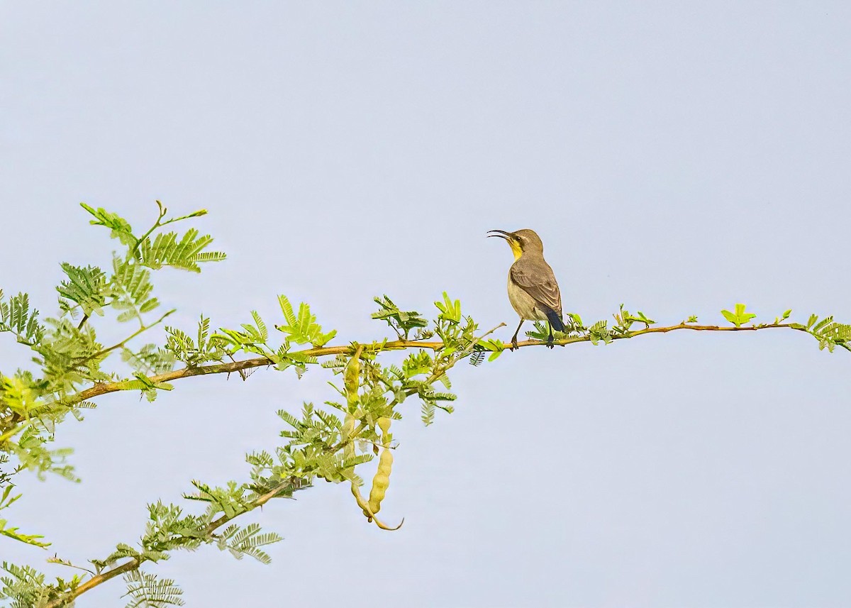 Souimanga asiatique - ML646894258