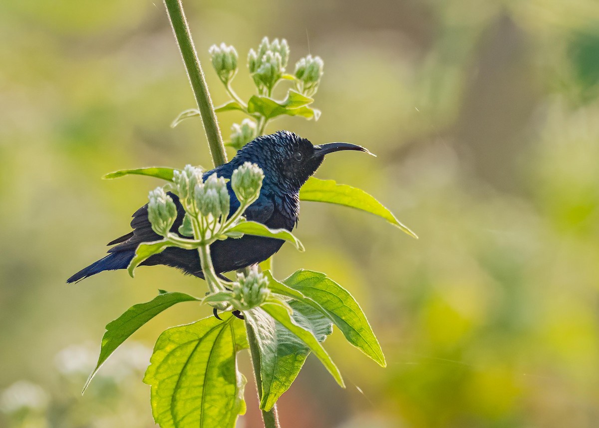 Souimanga asiatique - ML646894259