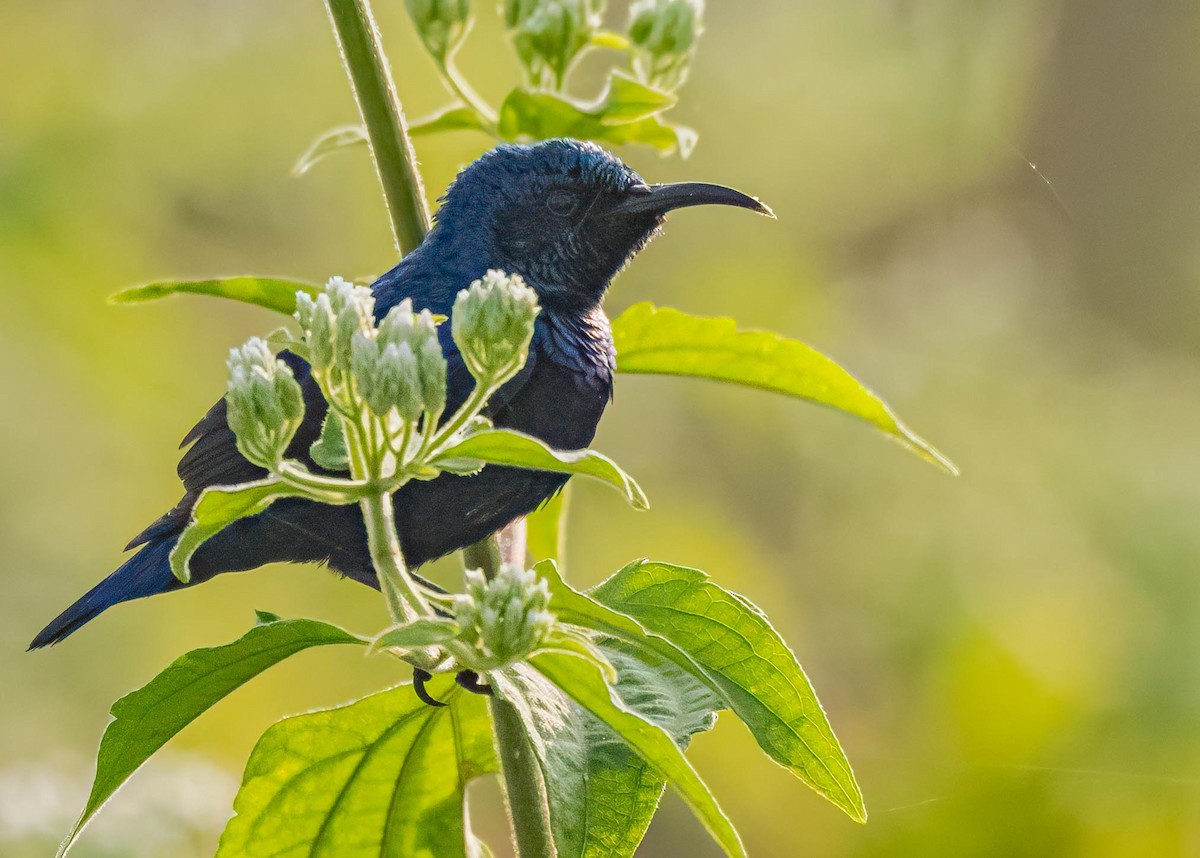 Souimanga asiatique - ML646894260