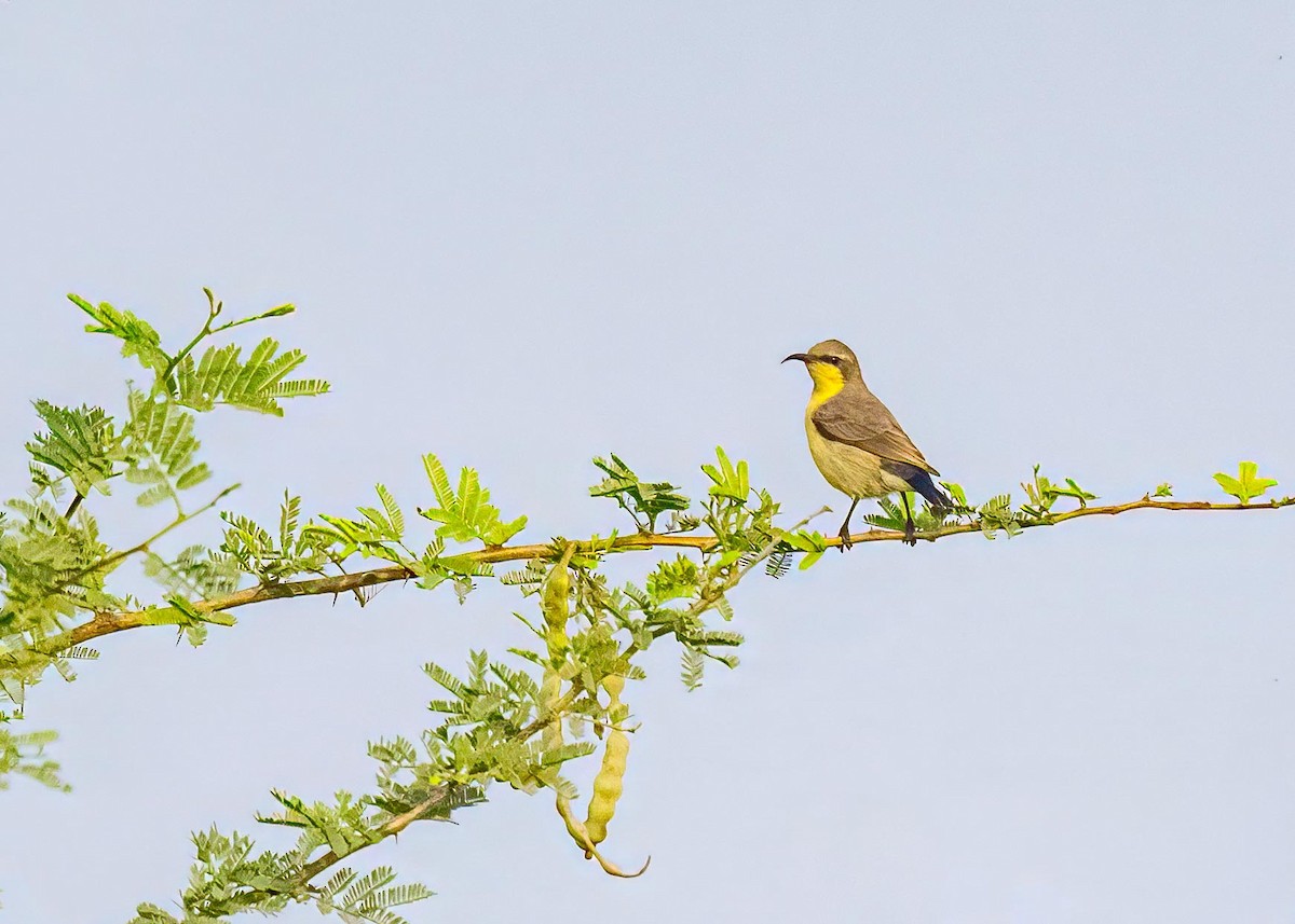 Souimanga asiatique - ML646894261