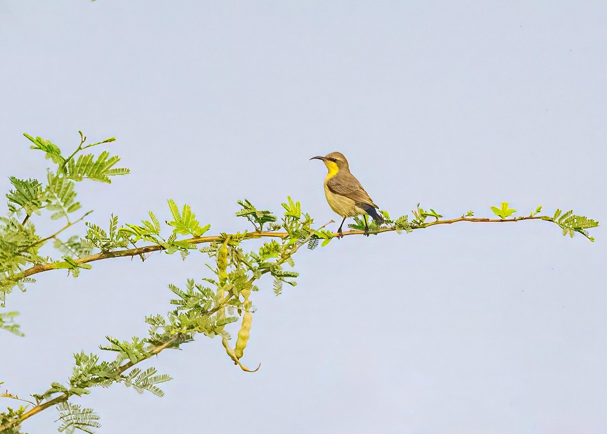 Souimanga asiatique - ML646894262