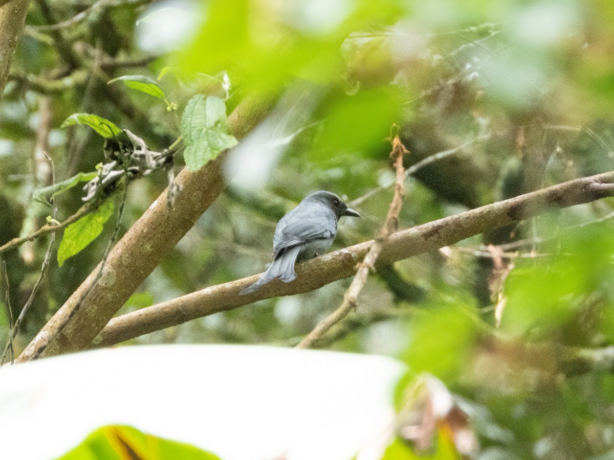 ハイイロオウチュウ - ML646894263