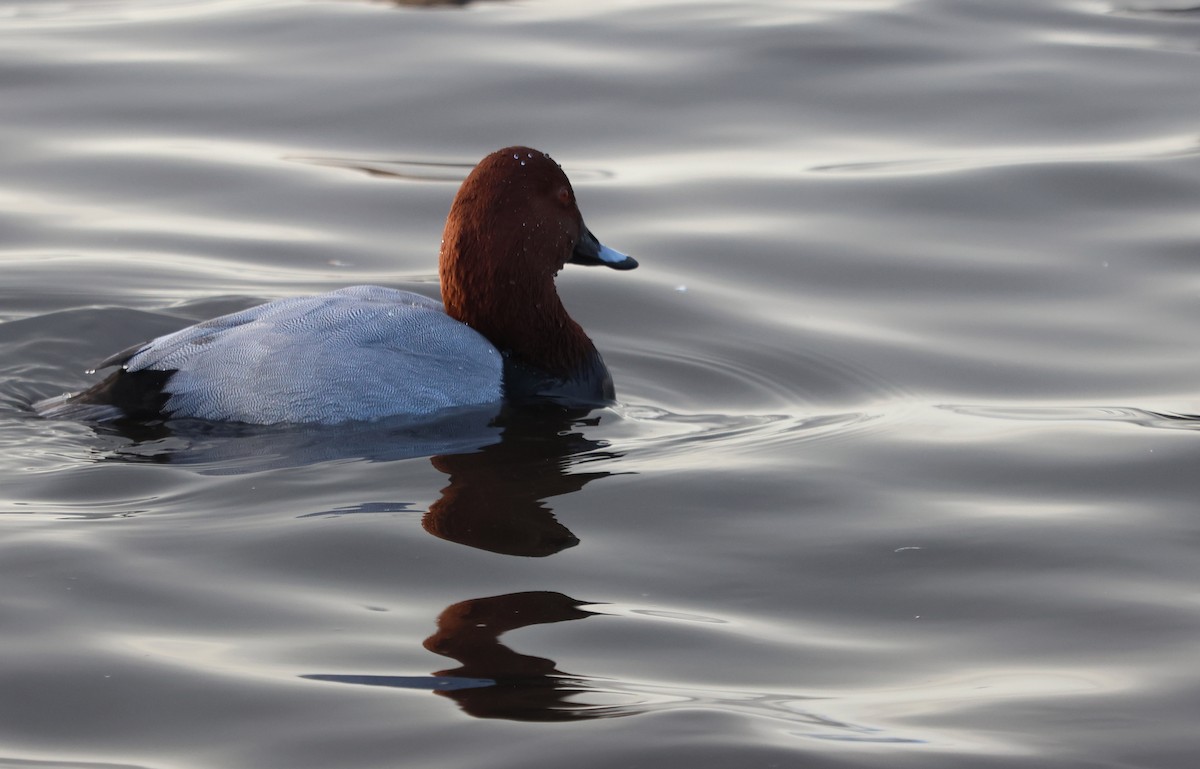 Попелюх звичайний - ML646894266