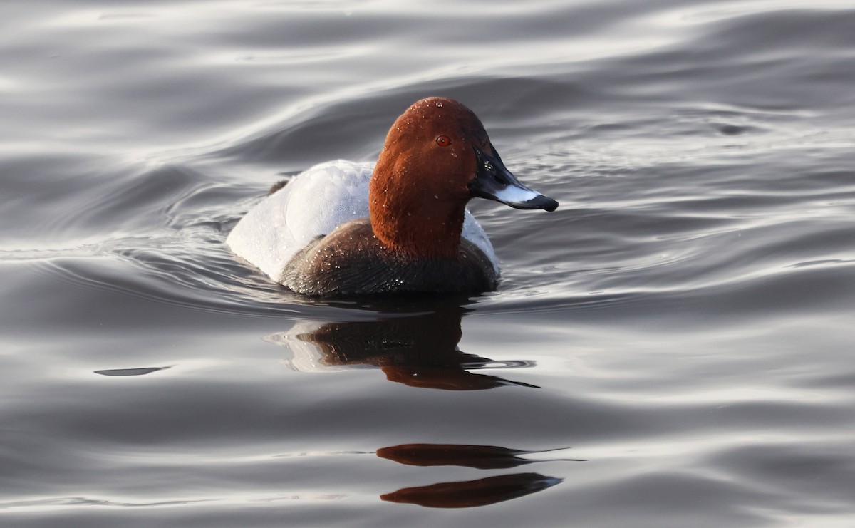 Попелюх звичайний - ML646894267