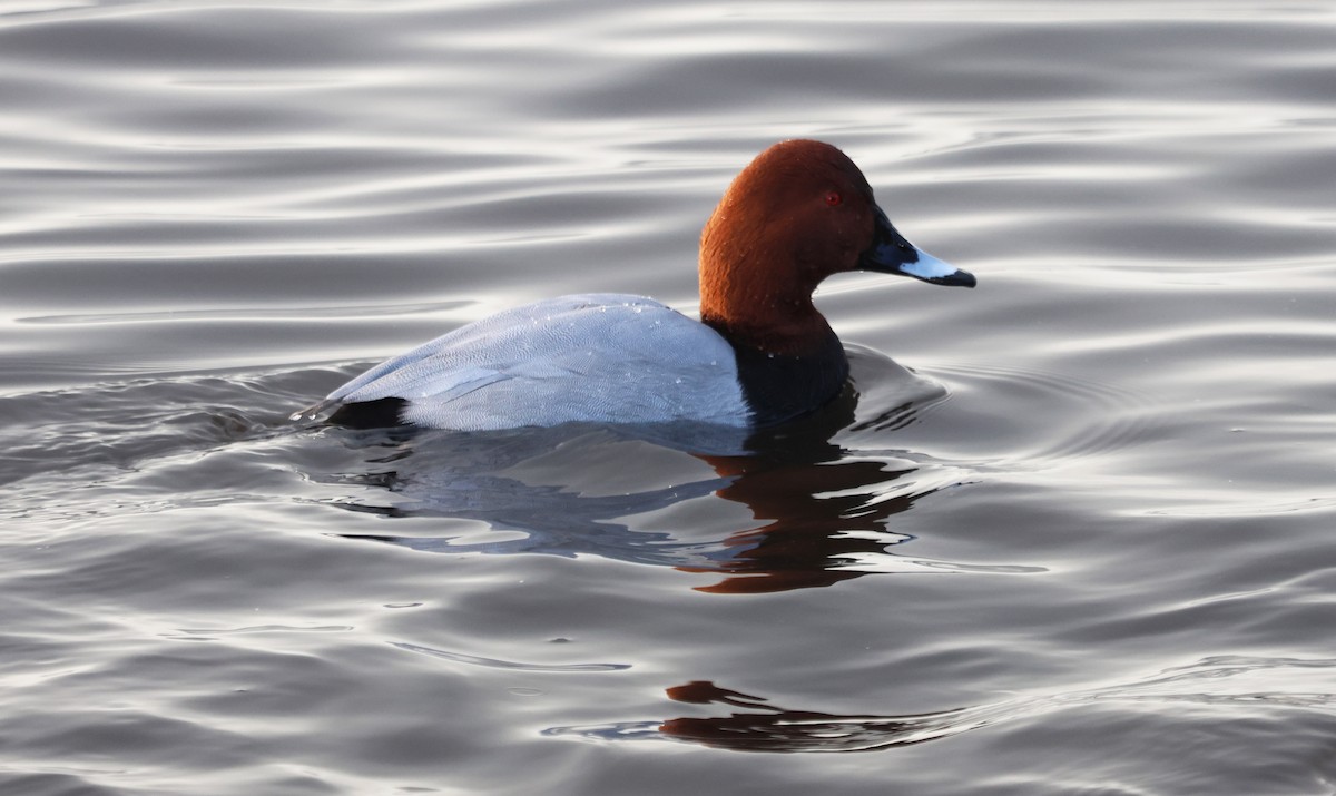 Попелюх звичайний - ML646894268