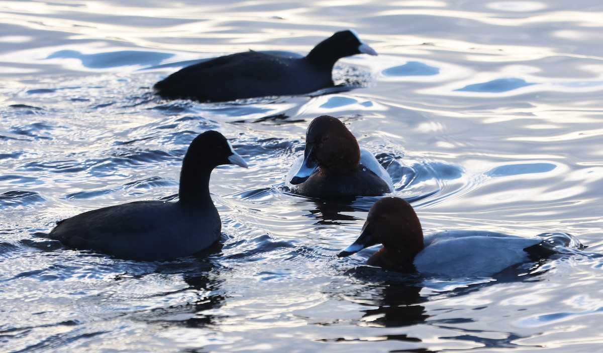 Попелюх звичайний - ML646894269