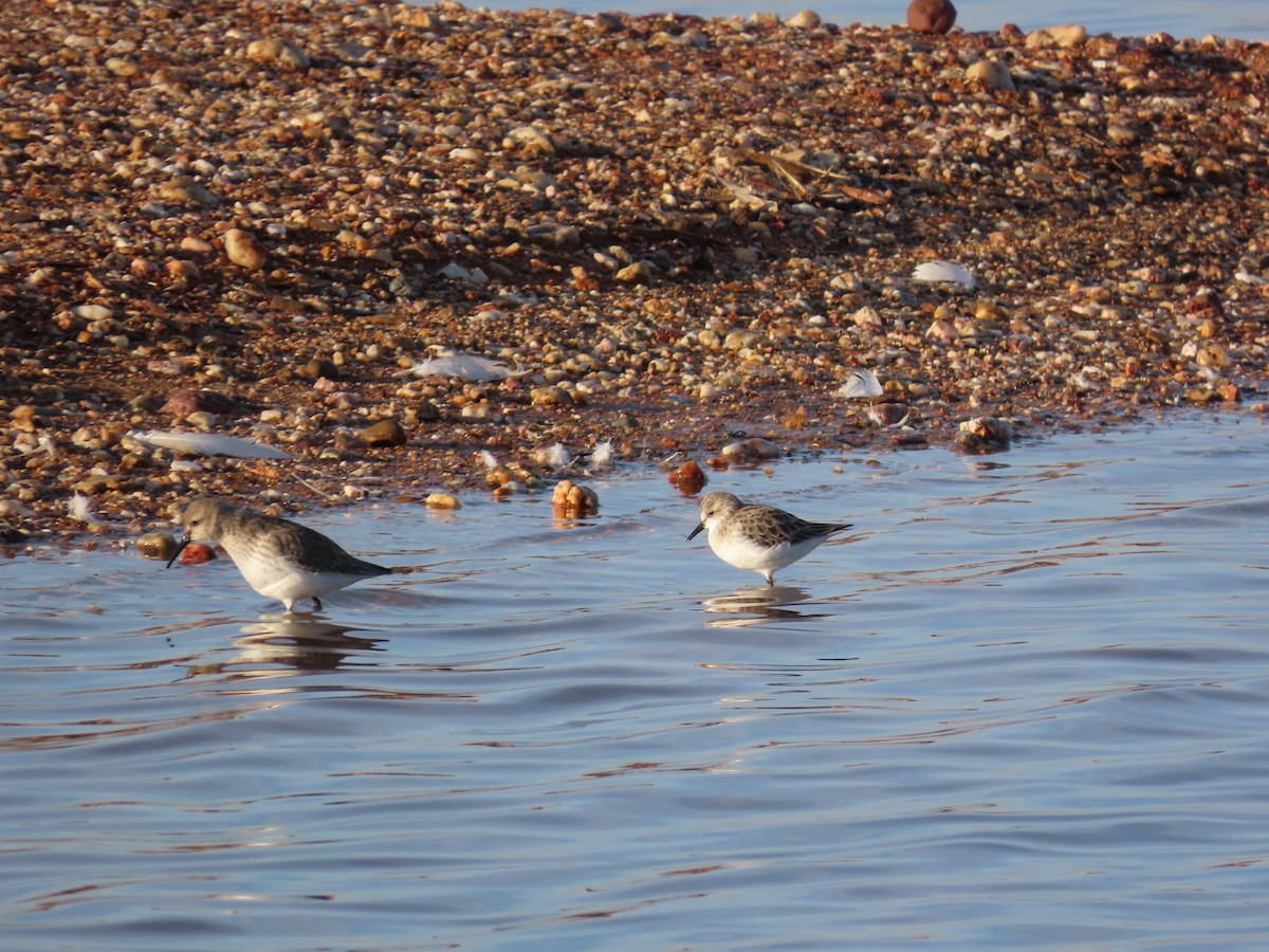Little Stint - ML646894271