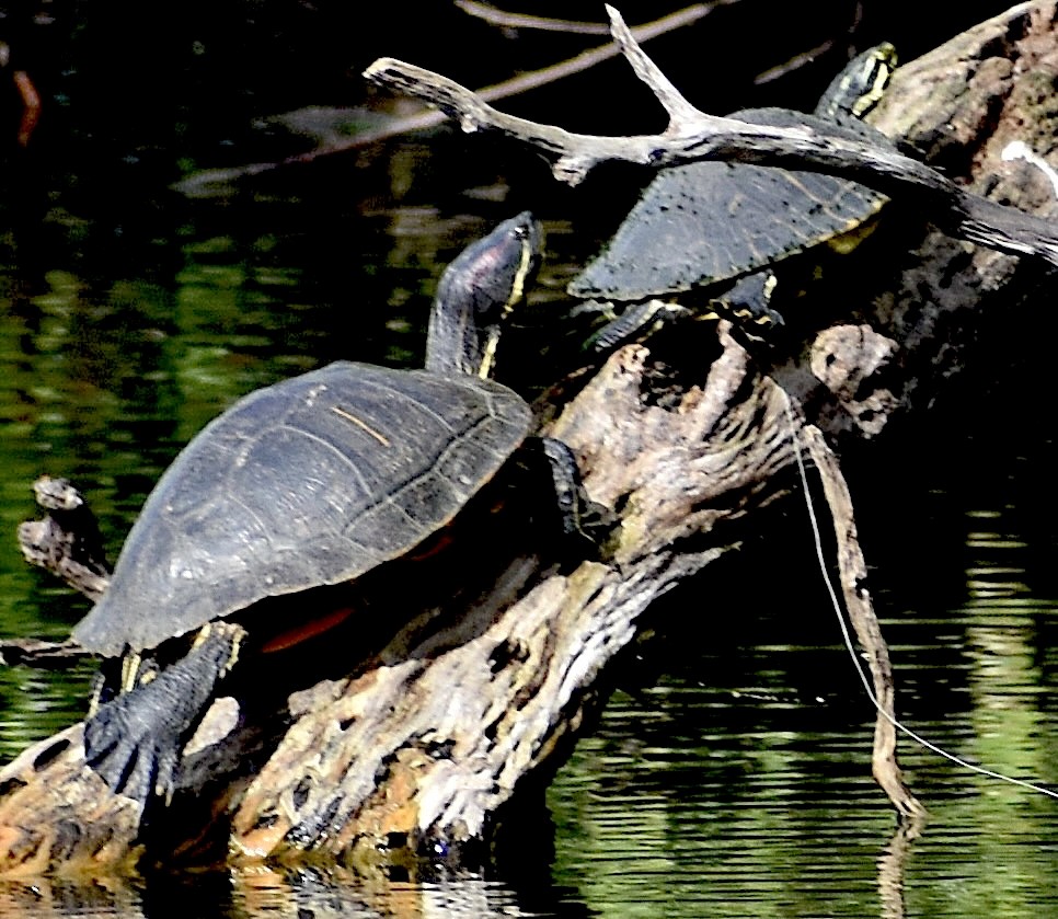 Amfibiler - ML646894272