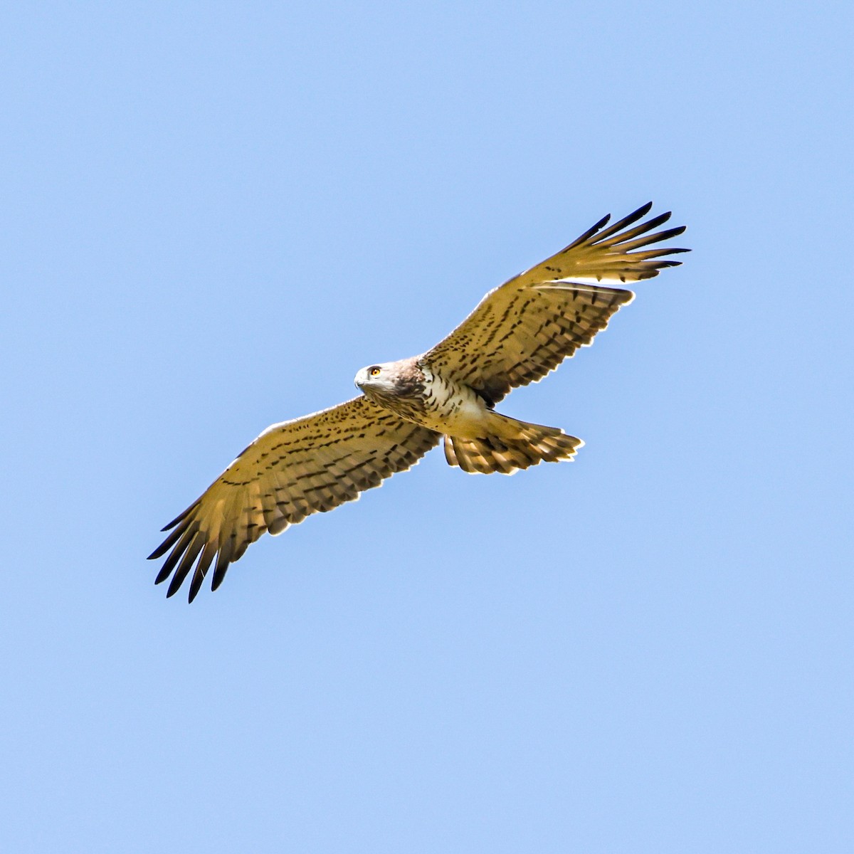 orlík krátkoprstý - ML646894274