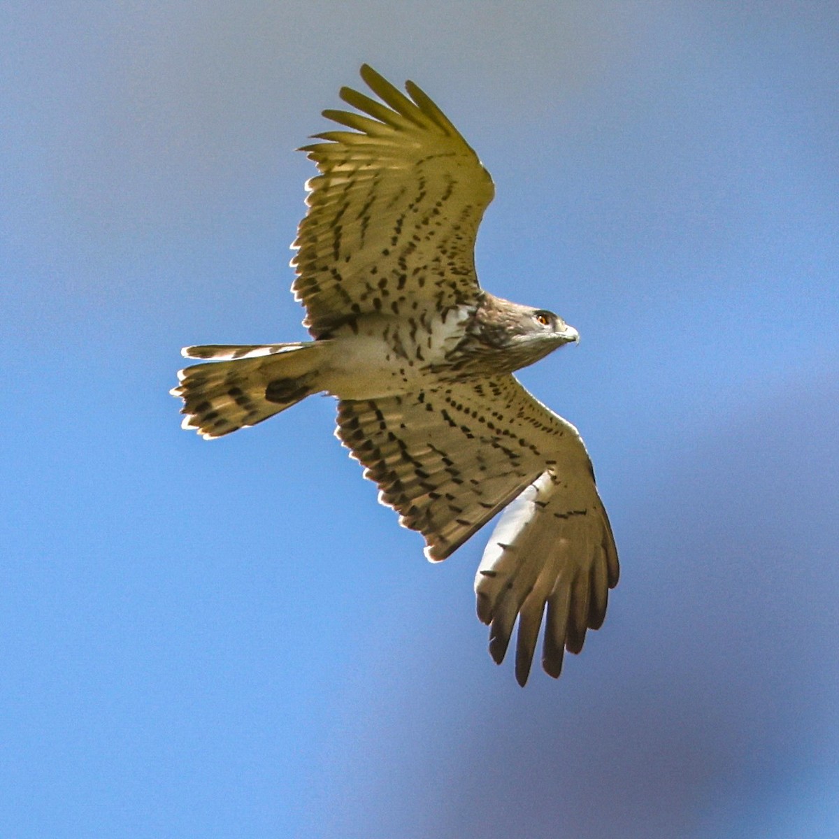 orlík krátkoprstý - ML646894275