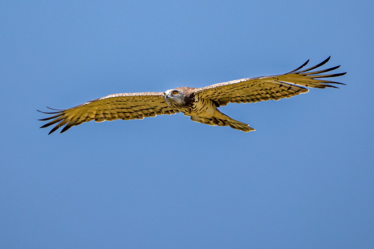 orlík krátkoprstý - ML646894277